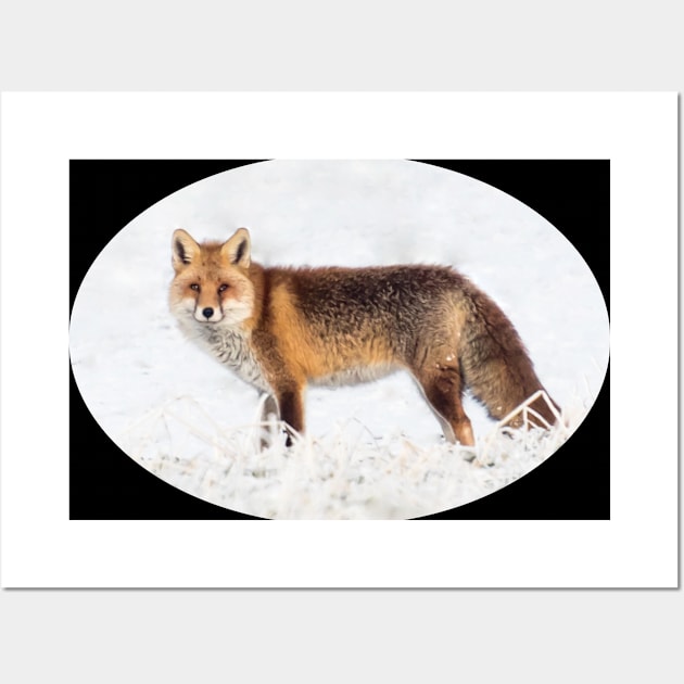 Gift idea Fox in winter. Photo Wall Art by Naturelovers